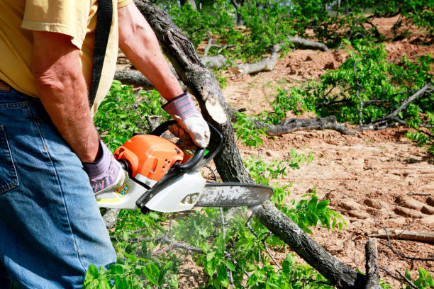 Trusted Palm Desert, CA Tree Care Services Experts